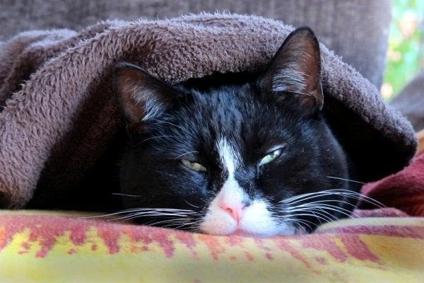 Purr- fect cats