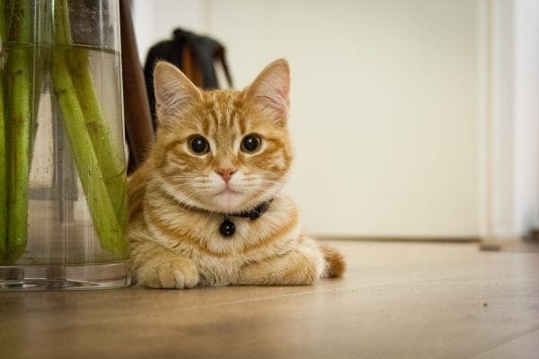 cats in your house