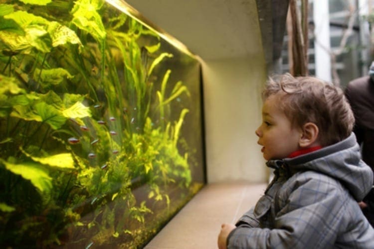 Why Aquascaping Is Great For Kids Creativity