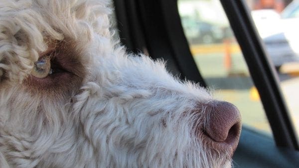 keep dog safe in car