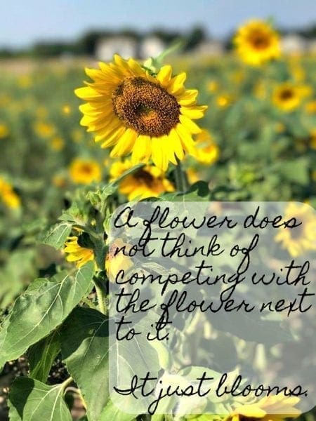 fields of happy