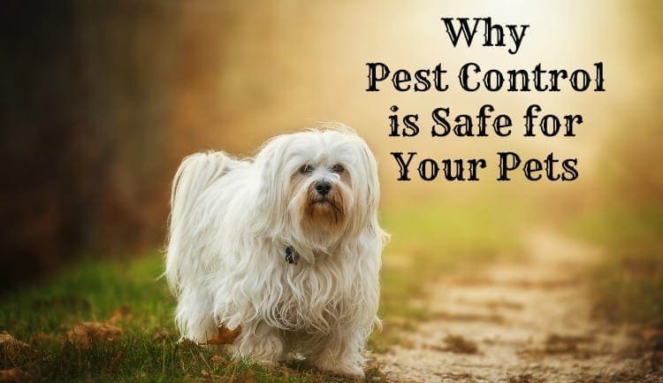 Why Pest Control is Safe for Your Pets