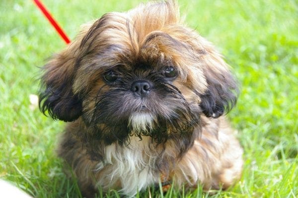 3 Tips For Bringing a New Puppy Into Your Family