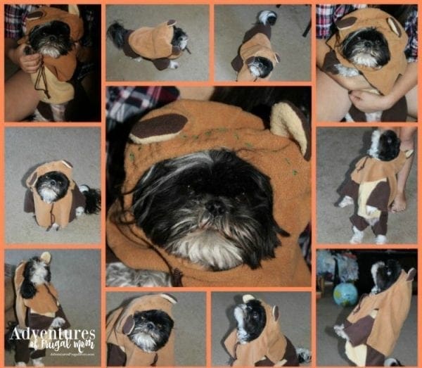 Allie's Corner: Pet Halloween Costumes by North Carolina lifestyle blogger Adventures of Frugal Mom