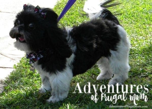 Allie's Corner: URIPALS Fights Against Pets and Domestic Violence by North Carolina lifestyle blogger Adventures of Frugal Mom