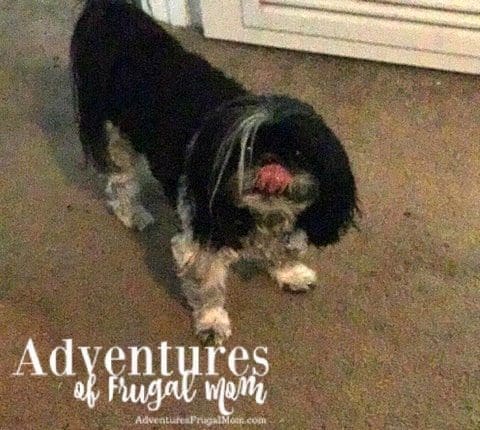  Allie Teaches Sharing is Caring by North Carolina lifestyle blogger Adventures of Frugal Mom