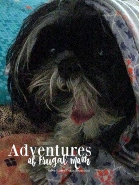 Allie's Corner: Losing Your Pet by North Carolina lifestyle blogger Adventures of Frugal Mom