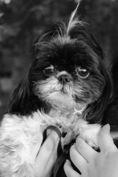 allie talks about pet nutrition from NC Lifestyle Blogger Adventures of Frugal Mom