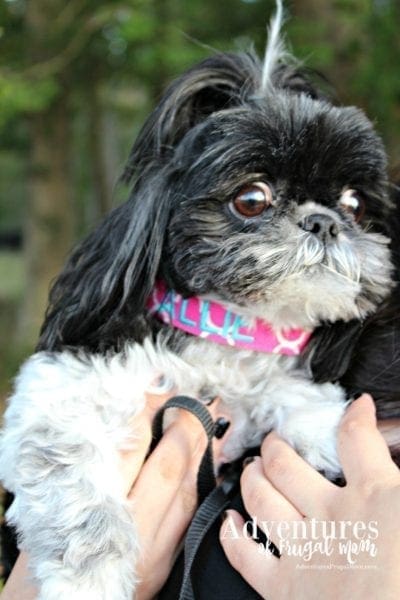 Allie Loves Her Fancy Dog Collar by North Carolina lifestyle blogger Adventures of Frugal Mom
