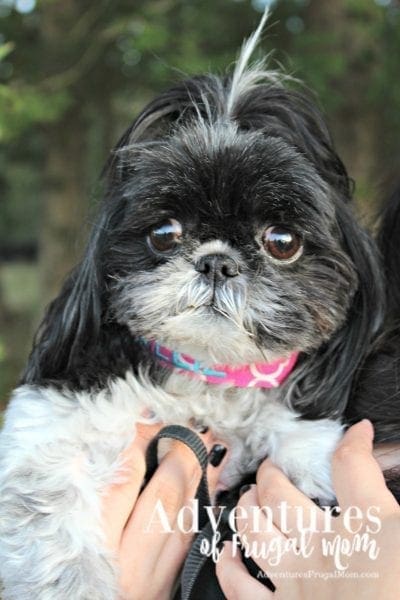 Allie Loves Her Fancy Dog Collar by North Carolina lifestyle blogger Adventures of Frugal Mom