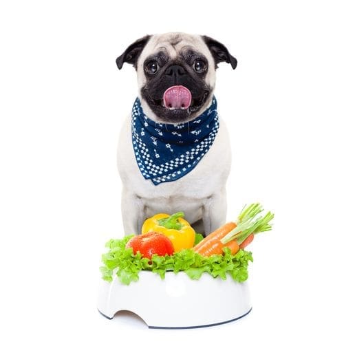Forgetting Roughage Raw food for puppies Top mistakes to avoid by North Carolina Pet Blogger Adventures of Frugal Mom