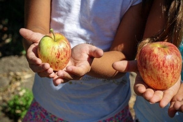 Get Outdoors This Autumn with Free Kids Activities Forest Walks by North Carolina Mom Blogger Adventures of Frugal Mom