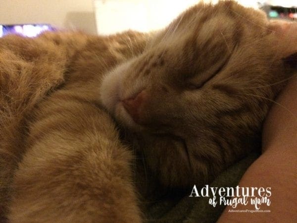 Allie Talks About Pet Nutrition by North Carolina lifestyle blogger Adventures of Frugal Mom