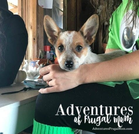  Allie Teaches Sharing is Caring by North Carolina lifestyle blogger Adventures of Frugal Mom