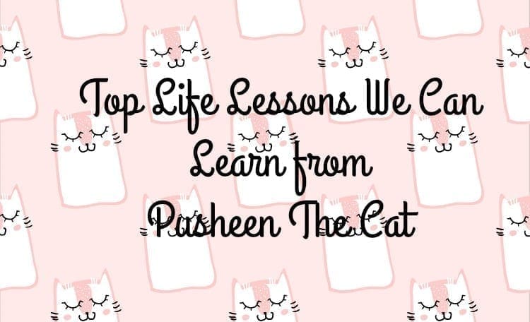 Top Life Lessons We Can Learn from Pusheen The Cat