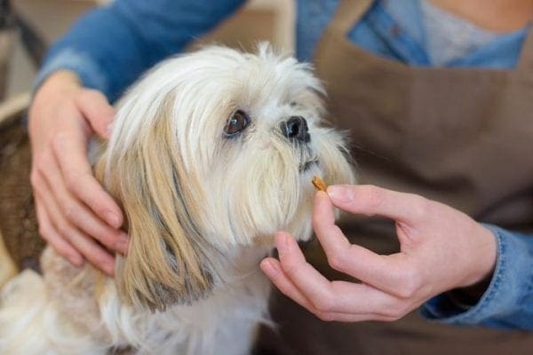 dog food supplement Raw food for puppies Top mistakes to avoid by North Carolina Pet Blogger Adventures of Frugal Mom
