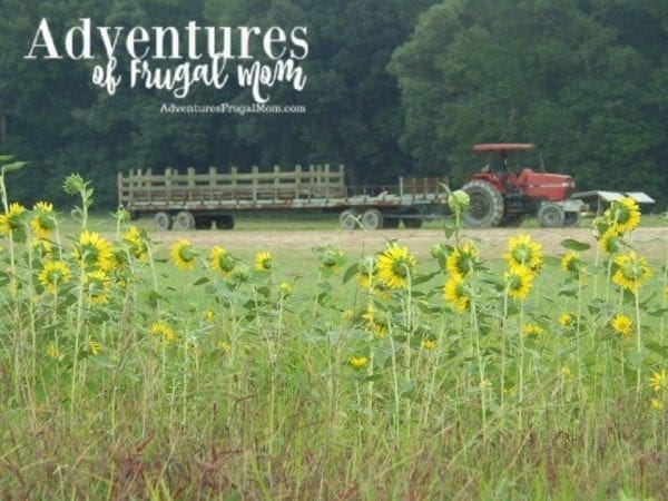 Thoughts on Working on the Farm by North Carolina lifestyle blogger Adventures of Frugal Mom
