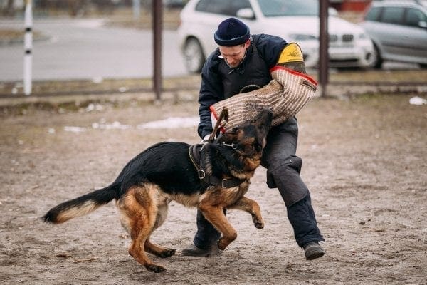 4 Ways to Avoid Costly Dog Bites by North Carolina Lifestyle Blogger Adventures of Frugal Mom
