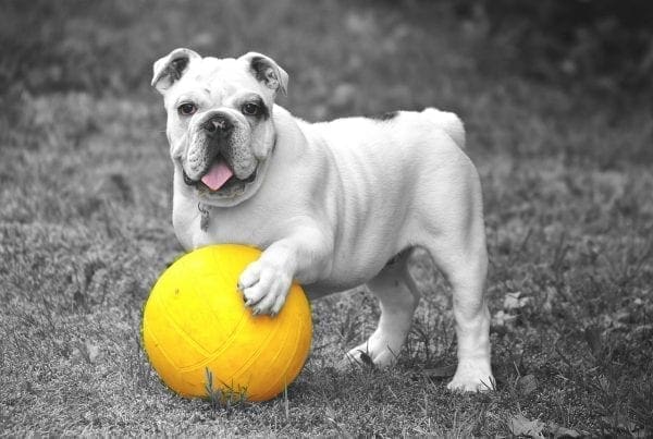 How A Pet Dog Could Transform Your Life by North Carolina Lifestyle Blogger Adventures of Frugal Mom