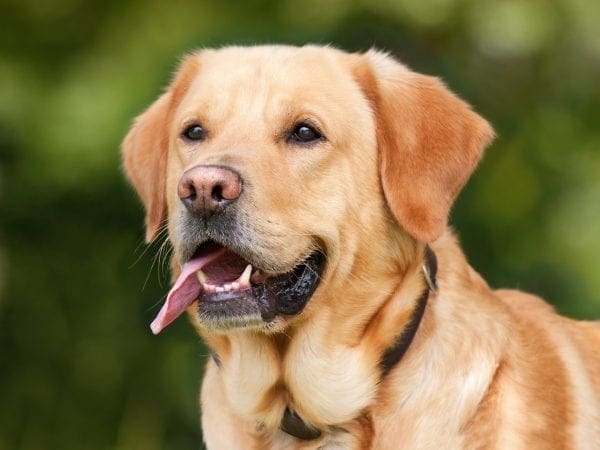 How A Pet Dog Could Transform Your Life