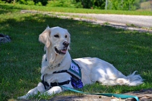 How to Register a Dog as a Service Dog by North Carolina Lifestyle Blogger Adventures of Frugal Mom