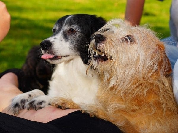 CBDs as Alternate and Effective Therapy for Your Pets From North Carolina Lifestyle Blogger Adventures of Frugal Mom