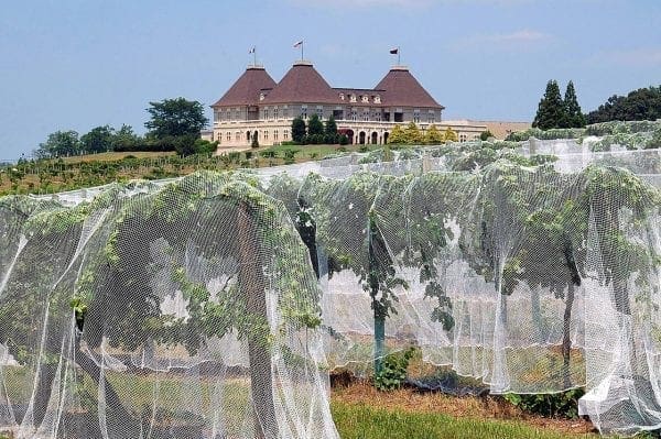 Seven Tips for Planning a Wine Country Vacation from North Carolina Lifestyle Blogger Adventures of Frugal Mom