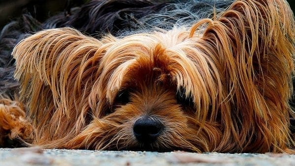 What to Do If Your Family Pet Has Fleas from North Carolina Lifestyle Blogger Adventures of Frugal Mom