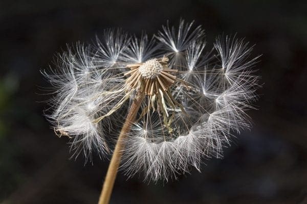 When Allergies Attack (and How to Fight Back) by North Carolina Lifestyle Blogger Adventures of Frugal Mom