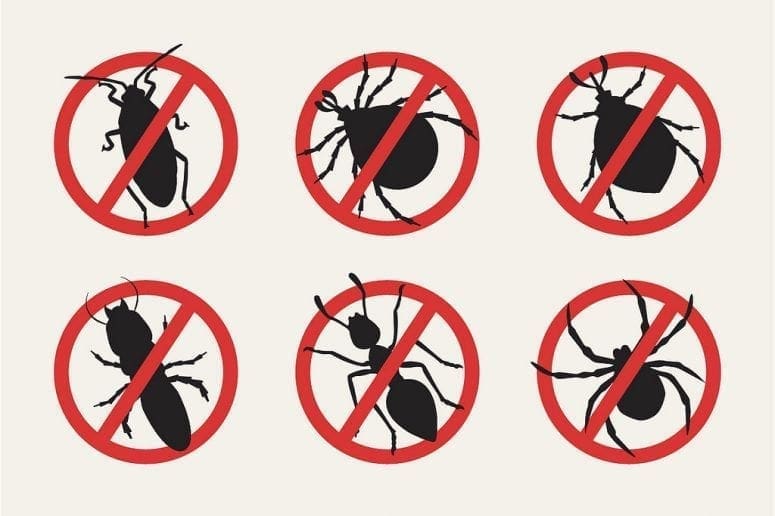 Pests: Don’t Let These Mini Annoyances Turn into a Massive Problem
