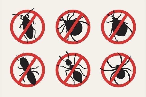 Pests Don't Let These Mini Annoyances Turn into a Massive Problem from North Carolina Lifestyle Blogger Adventures of Frugal Mom