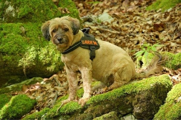The Top 3 Reasons to Use a No Pull Harness for Your Dog from North Carolina Lifestyle Blogger Adventures of Frugal Mom