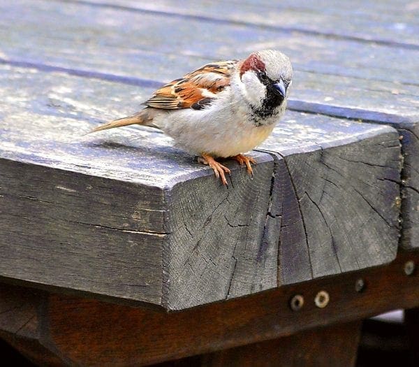 6 Ways To Keep The Birds Away From Your Home from North Carolina Lifestyle Blogger Adventures of Frugal Mom