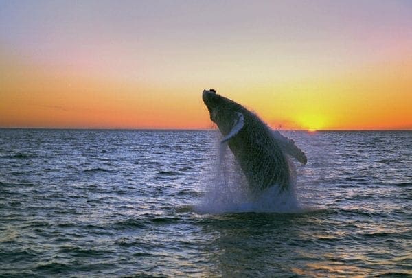 My Top 9 Reasons to Visit Iceland from North Carolina Lifestyle Blogger Adventures of Frugal Mom whale watching