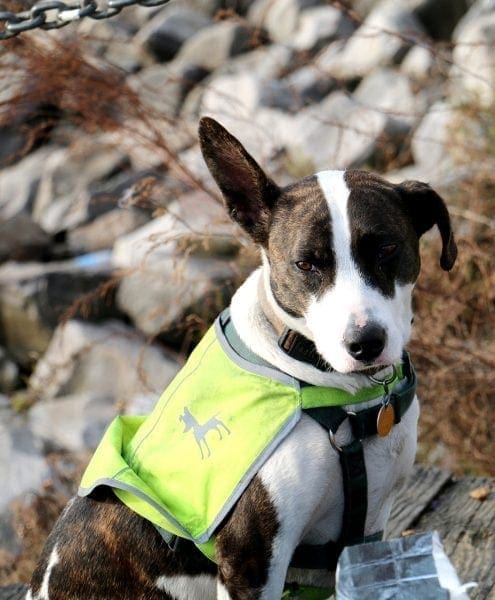 5 Tips to Caring for A Service Animal from North Carolina Lifestyle Blogger Adventures of Frugal Mom