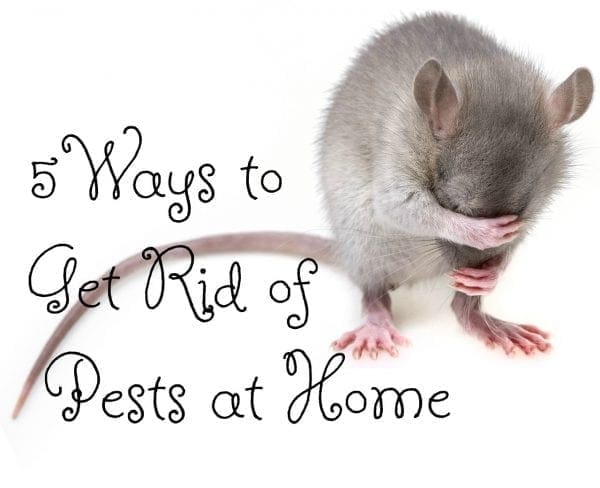 5 Ways to Get Rid of Pests at Home from North Carolina Lifestyle Blogger Adventures of Frugal Mom