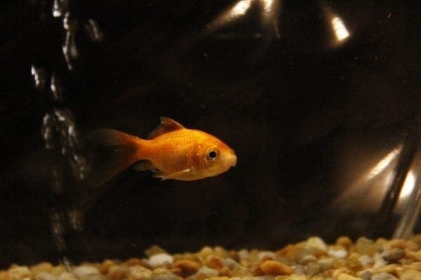5 reasons why fish make good pets from North Carolina Lifestyle Blogger Adventures of Frugal Mom