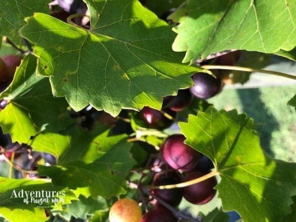 A Group of Bloggers and NC Wine A Great Combination from North Carolina Lifestyle Blogger Adventures of Frugal Mom