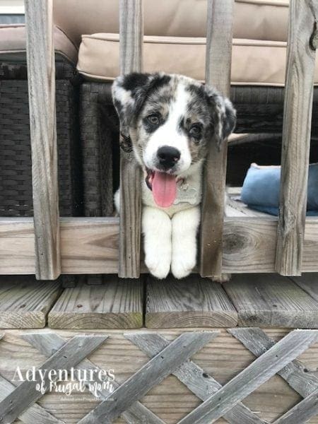 My Koda Buggy from North Carolina Lifestyle Blogger Adventures of Frugal Mom