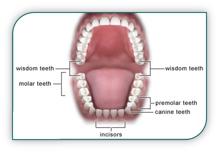 Important Facts about Wisdom Teeth and How to Deal with Them