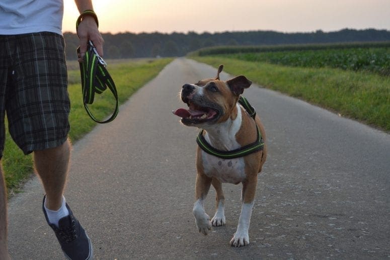 5 Important Things to Remember If You Love Evening Strolls with Your Dog from North Carolina Lifestyle Blogger Adventures of Frugal Mom