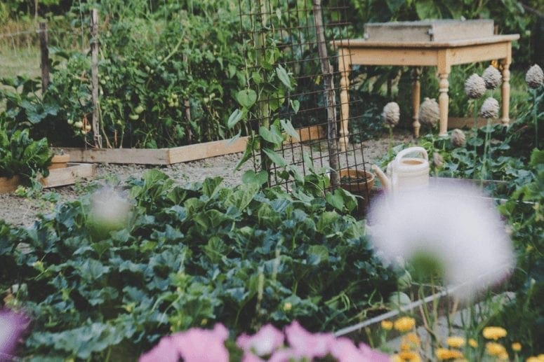 Gardening On A Budget- 7 Frugal Tips You Have To Try This Spring from North Carolina Lifestyle Blogger Adventures of Frugal Mom 1