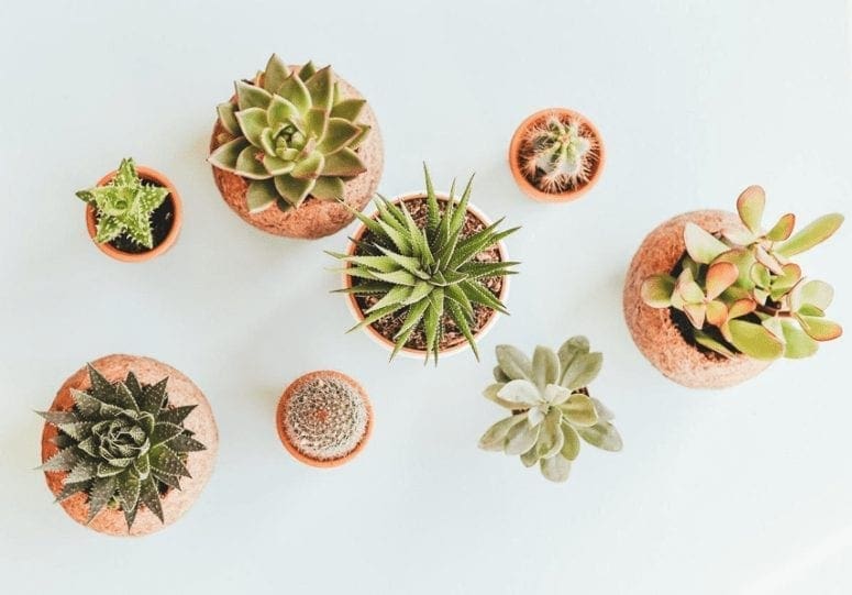 Gardening On A Budget- 7 Frugal Tips You Have To Try This Spring from North Carolina Lifestyle Blogger Adventures of Frugal Mom 4