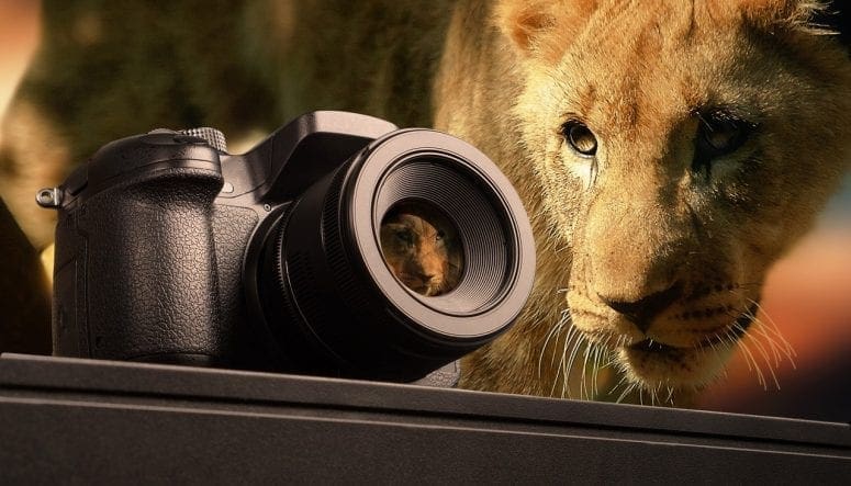 Tips to Make Your Safari an Amazing Experience from North Carolina Lifestyle Blogger Adventures of Frugal Mom