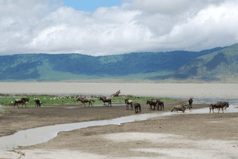 Why the Ngorongoro Crater should be on your African Travel Bucket List from North Carolina Lifestyle Blogger Adventures of Frugal Mom