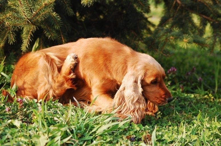 5 Potential Causes for Hot Spots on Dogs from North Carolina Lifestyle Blogger Adventures of Frugal Mom