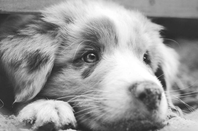 Giving Back to Furry Friends from North Carolina Lifestyle Blogger Adventures of Frugal Mom