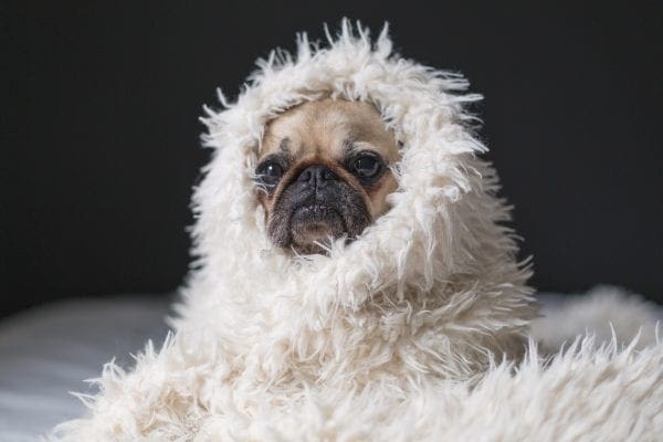 What Causes Urinary Incontinence in Dogs and How Can It Be Treated from North Carolina Lifestyle Blogger Adventures of Frugal Mom