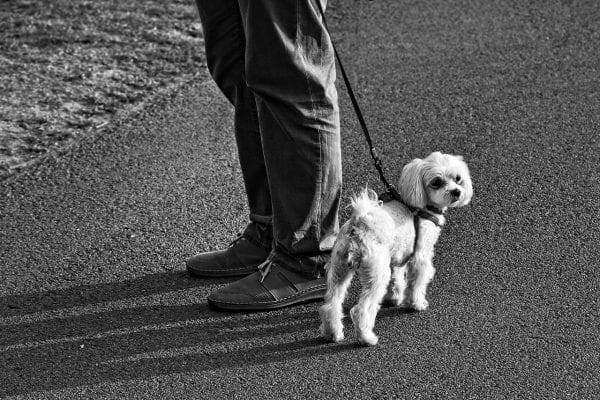 4 Top Tips For Dog Owners On A Hectic Schedule from North Carolina Lifestyle Blogger Adventures of Frugal Mom