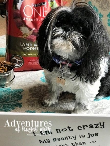 Allie Takes the PURINA ONE® 28-DAY CHALLENGE